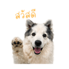 Phuphu dog (money)