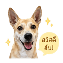 EchoBmo