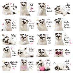 Cute Office Cat Daily Chat Stickers