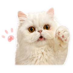 天生厭世-波斯貓少女表情包