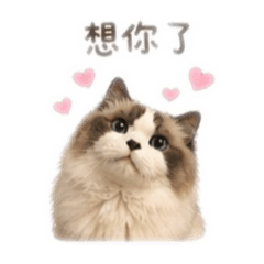 銀小牙來嚕！