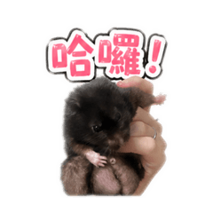 我只是一隻情緒很多的鼠