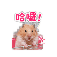 阿肥小朋友的日常