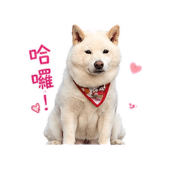 麥口小姐