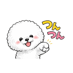 Sacchan the Bichon Frise