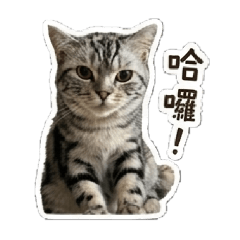 Hein貓貓第一彈