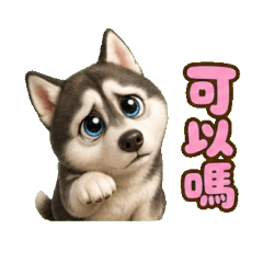 可愛哈士奇小二哈：超萌軟糖的日常告白