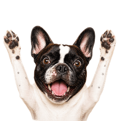 French Bulldog Ryo's Daily Stickers