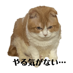 koji_20260429152807