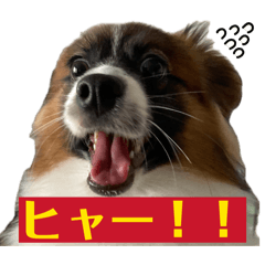 Gold forest_20260429160456