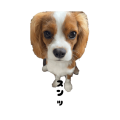 mecoshi_20260429161708