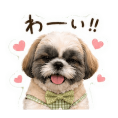 Shih Tzu Cotsubu_20260429162442