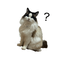 nyancoro_20260429163521