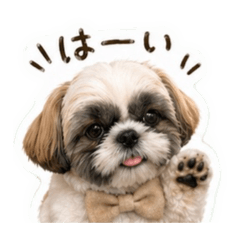 Shih Tzu Cotsubu_20260429163051