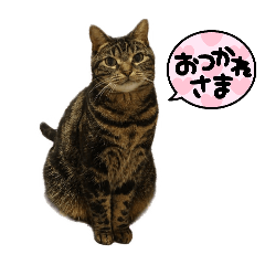 kokokou_20260429164439