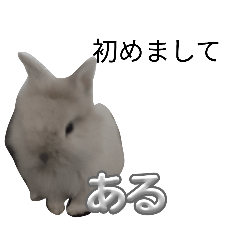 ruru_20260429163910