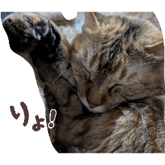 nyan_20260429165452
