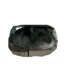HayanoTaiga_20260429170834