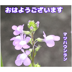 Early spring greeting with April flower