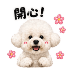 比熊牛奶Bichon Milk 3