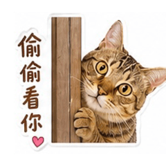 奶萌貓咪日常②