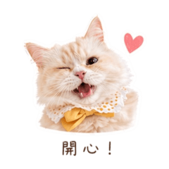 布偶貓v1