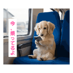 chihuahua_no_ren_20260429160127