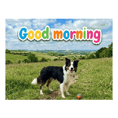 pursuer_20260429164936