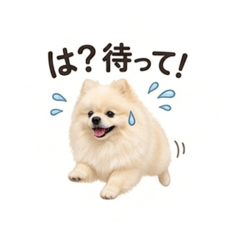 博美犬的每日悄悄話