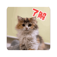 tyobatsu_20260429204051