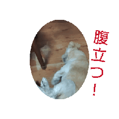YutoFukamizu_20260429212719