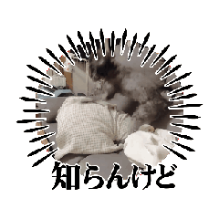 bushi 2