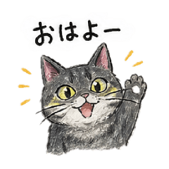 Chi-chan the Silver-gray tabby cat