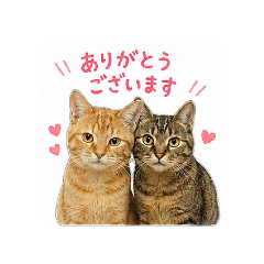 ukogi-kogomi_20260429184357