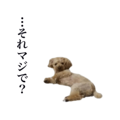Japanese toy poodle