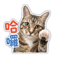 狸花貓柚子的日常
