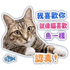 狸花貓柚子的土味情話