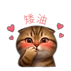 可愛貓咪-摺耳貓