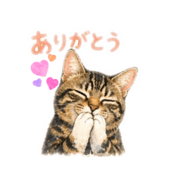 mamepee_20260429180311
