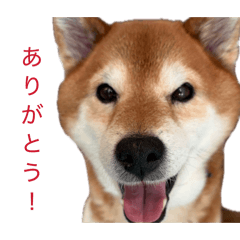 RYU_20260429180248