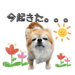 Matsukaze the Lazy Chihuahua