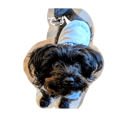moro_20260429210432