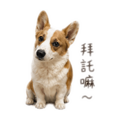 大神專用