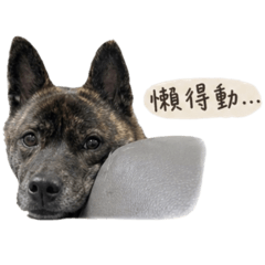 洪發柴之我懶得動～