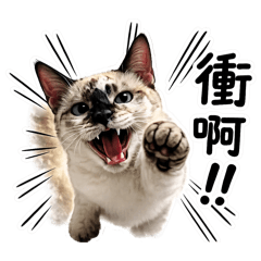 大安區豆干