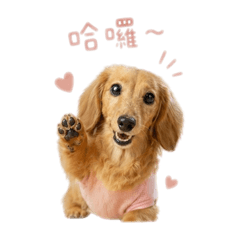 LuLu小公主