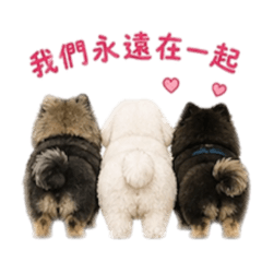 波茶妮狗狗一家