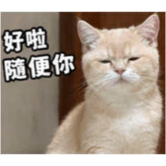 郭咪咪 錢錢來2