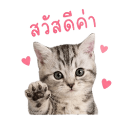 somi somi cat