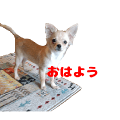 Rapi-chan